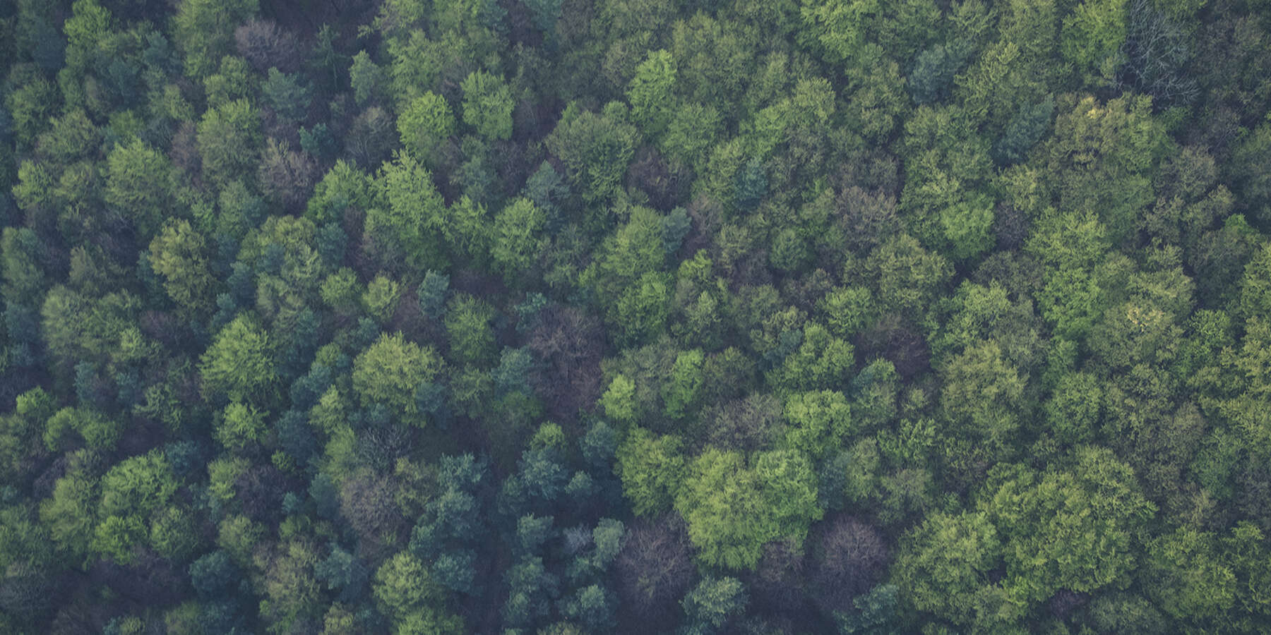 El bosque. Que no deberíamos tocar.